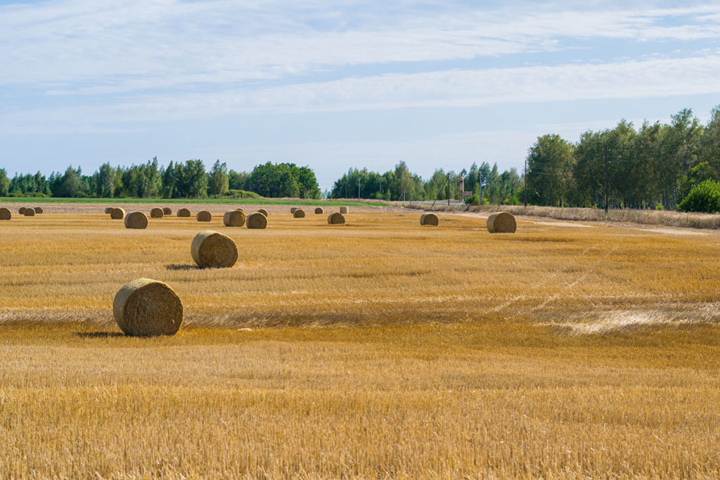 Haystack Rolls On Agriculture Field Landscape In Autumn. Haystac