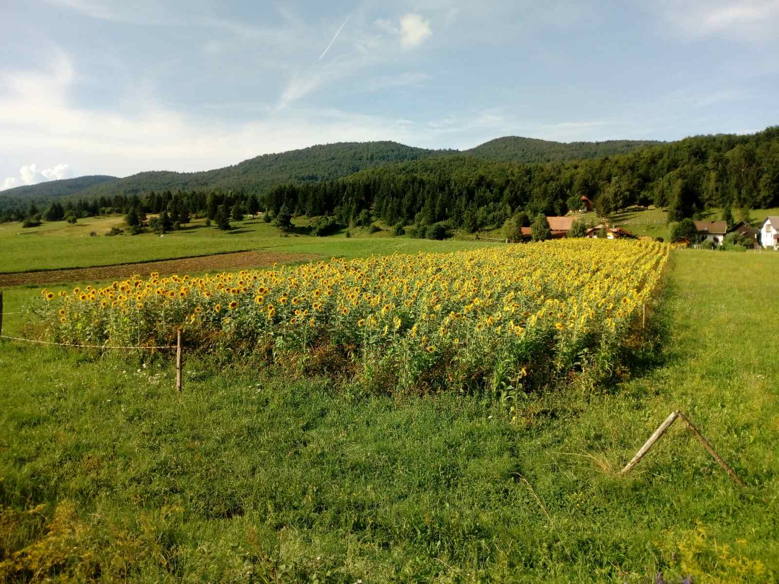 Polje sončnic z gostim grozdom dreves v ozadju, kmetijami na desni strani in gorsko verigo v daljni razdalji pod jasnim nebom.