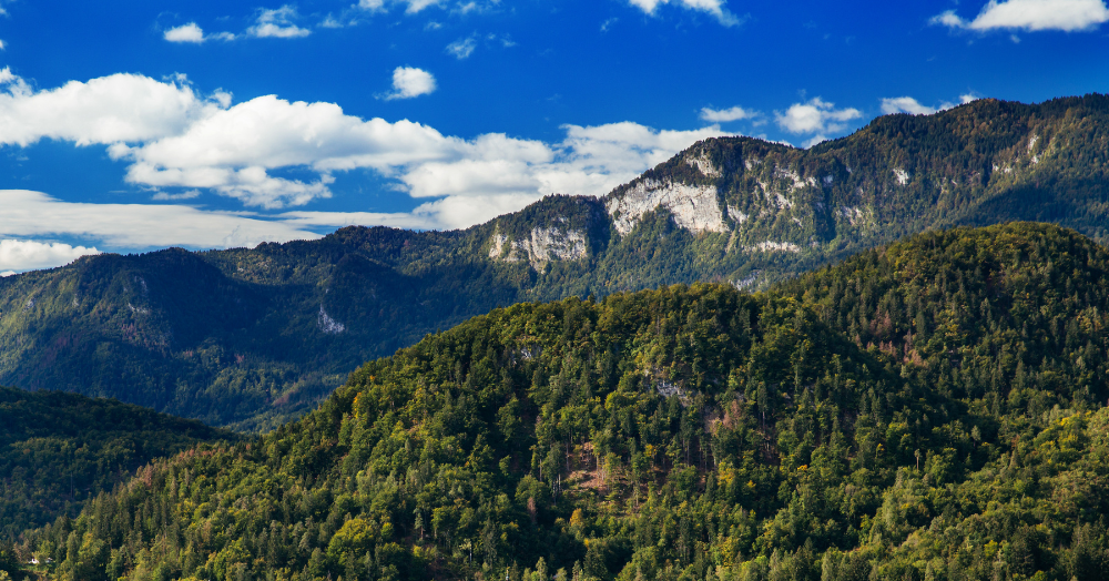 Gozdna površina