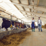 Mlada kmeta v hlevu s kravami