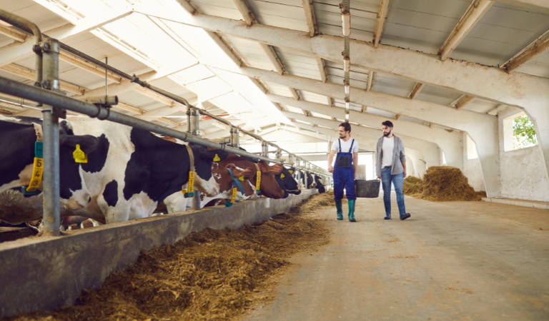 Mlada kmeta v hlevu s kravami